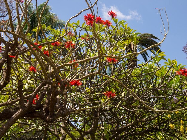 Photo madeira island