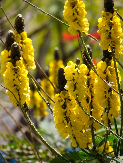 Photo madeira island