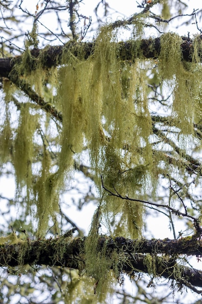 Madeira nature closeup