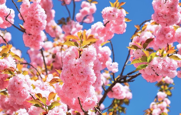 Madeliefjebloem bloeiend madeliefjebloemen in weide kersenbloesem sacura cherrytree vancouver cherry blo