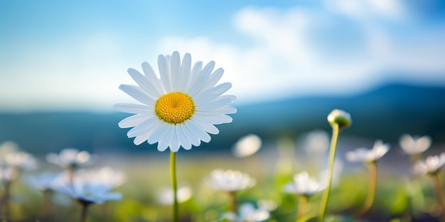 madeliefjebloem in een veld