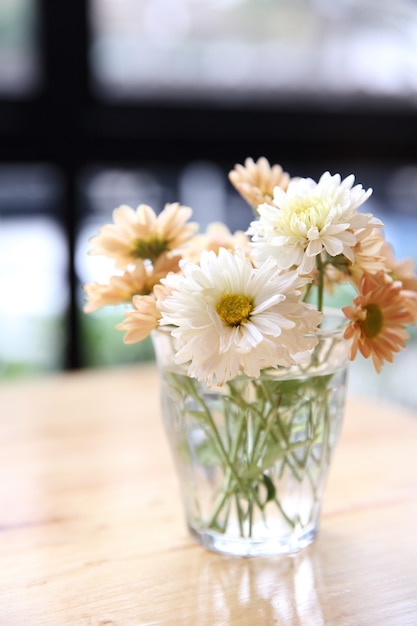 madeliefjebloem in pot