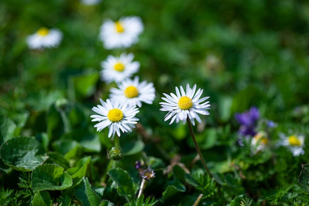 Madeliefjebloem omringd door groen gras in de lente