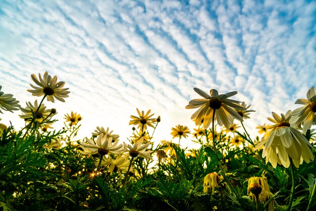 Madeliefjebloemen met zonsopganghemel