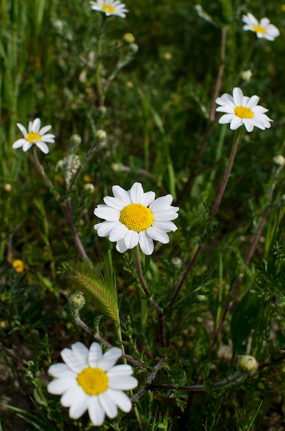 Madeliefjebloemen