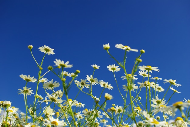 madeliefjebloemen