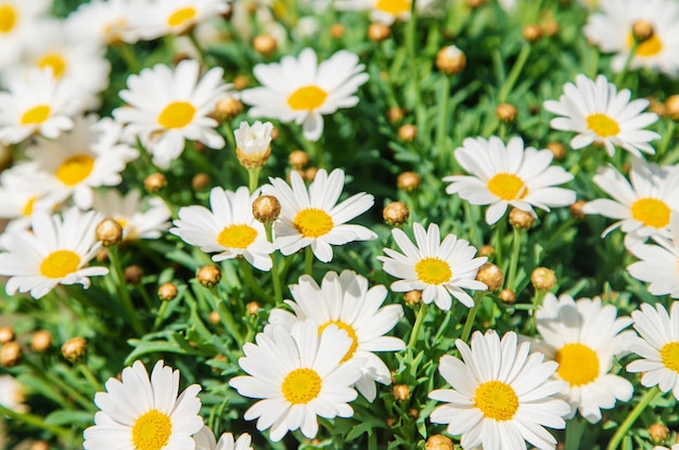 Madeliefjes bloeien in een bloempot Selectieve focus