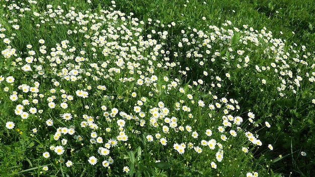 Madeliefjes groeien in het veld en zwaaien in de sterke wind Matricaria chamomilla als een geneeskrachtig cosmetisch en aromatisch middel Een veld met prachtige madeliefjes Weide wilde witte bloemen bij winderig weer 4k