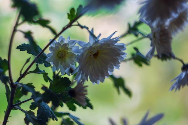 madeliefjes in de contour, close-up