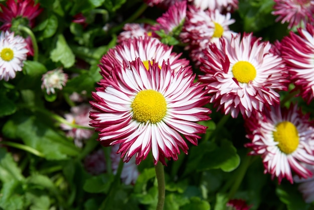 Madeliefjes in de tuin met groene bladeren.