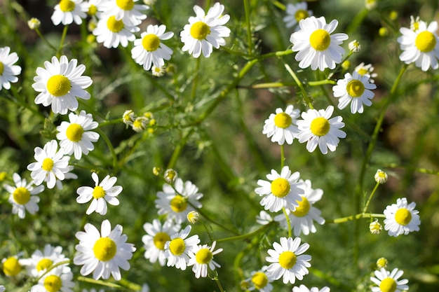 Madeliefjes in een veld met top uitzicht zonnig close-up