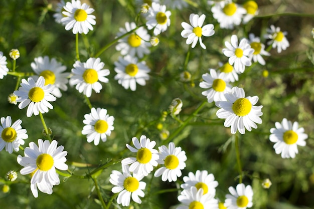 Foto madeliefjes in een zonnig veld met close-up