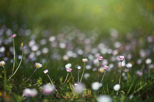 Madeliefjes in het veld met achtergrondverlichting en kopieerruimte