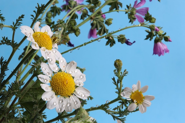 Madeliefjes met regendruppels en blauwe hemelachtergrond