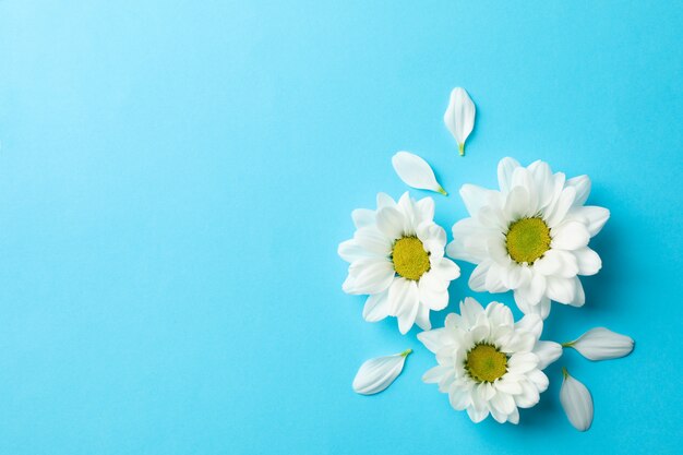 Madeliefjes op blauwe tafel