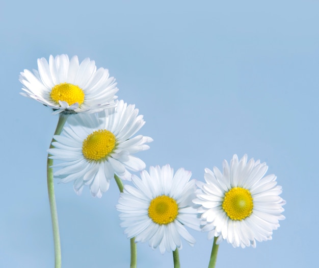 Madeliefjes op een blauwe achtergrond