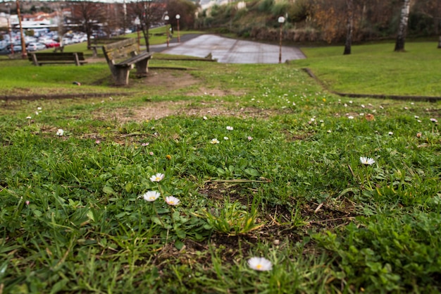 Madeliefjes op groen gras