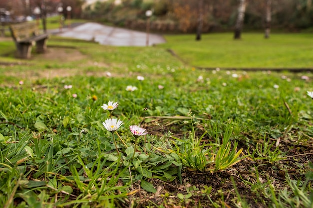 Madeliefjes op groen gras