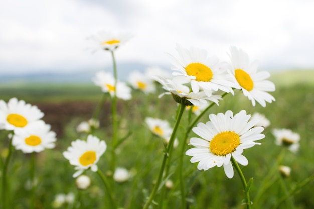 Madeliefjes op het veld in het voorjaar