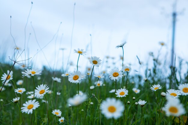 Madeliefjes op het veld in het voorjaar