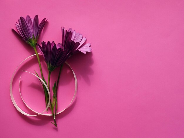 Madeliefjes roze bloemen en zijde lint floral lente achtergrond