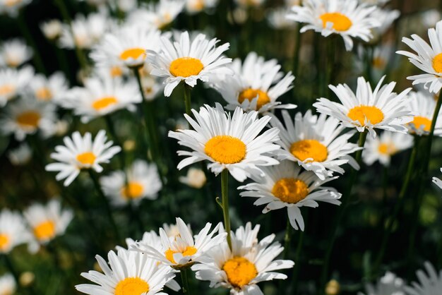 Madeliefjes veld close-up. Mooie witte bloemen buiten.