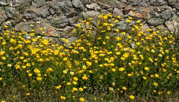Madeliefjes wilde bloemen gele kleur veld achtergrond