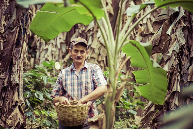 Madriz, Nicaragua - January 26, 2019: man cutting ripe coffee fruits