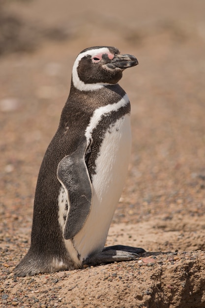 Magelhaense pinguïn