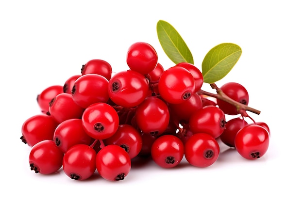 Magellan Barberry fruit isolated on white background