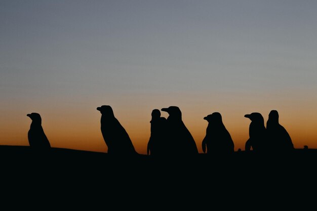 写真 パタゴニアのマゲランペンギン