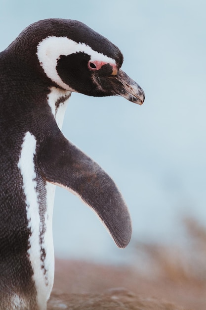 Magellanic penguin in patagonia