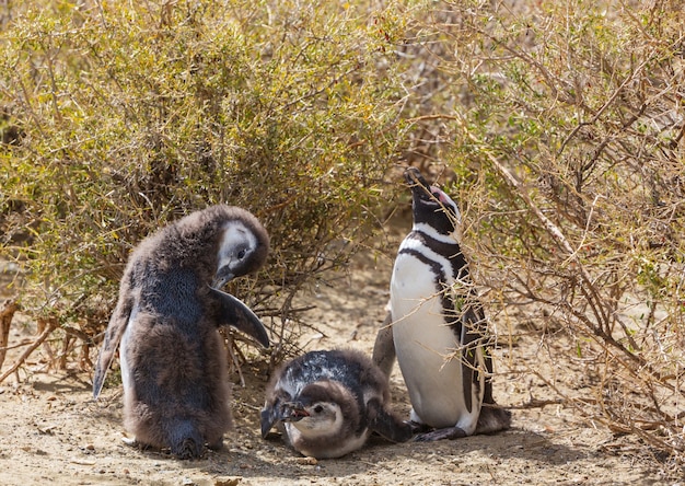 パタゴニアのマゼランペンギン（Spheniscus magellanicus）