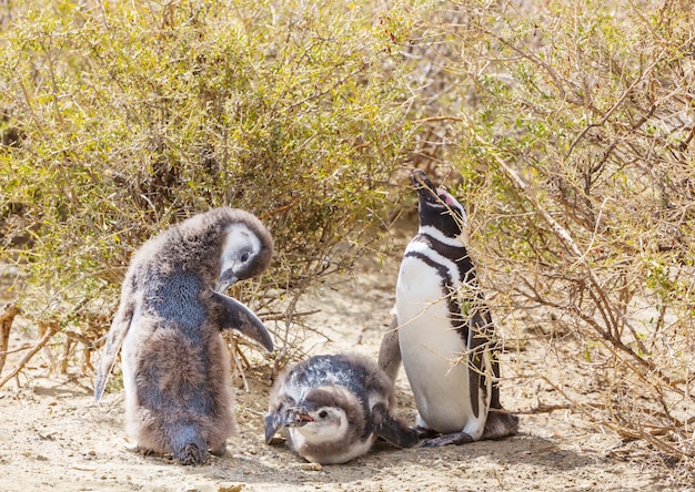 パタゴニアのマゼランペンギン（Spheniscus magellanicus）