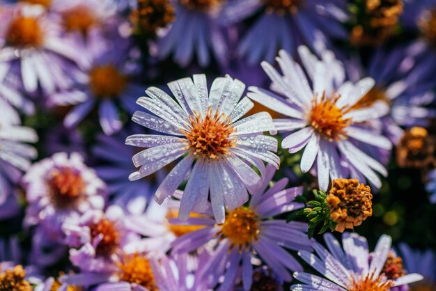 写真 日光の下でマゼンタアスターの花壇