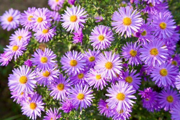 Magenta aster flowers in autumn park (seasonal background)