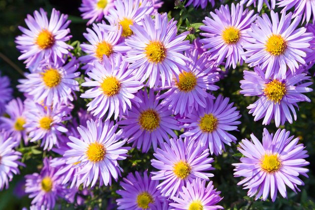 秋の公園のマゼンタのアスターの花