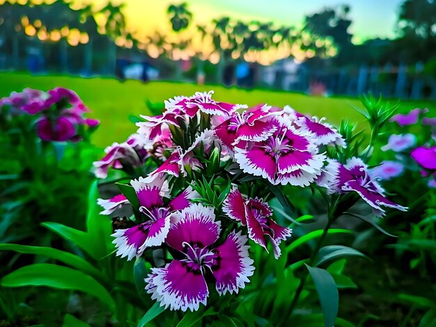 Magenta bloemen Buitenbloemen