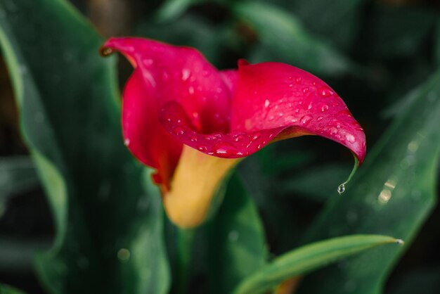 Magenta Calla Garnet Glow Pink flower in the garden