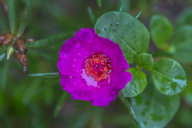 Magenta common purslane focus on pollen