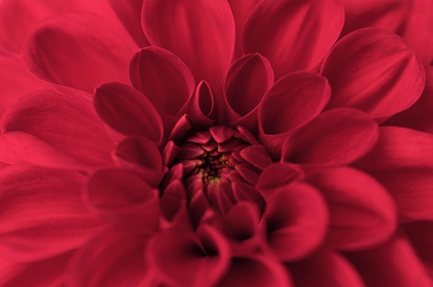 マゼンタ ダリアの花びらマクロ花抽象的な背景ソフト フォーカス ビバ マゼンタ 2023 年の色
