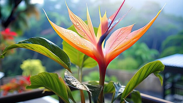 Photo magenta flowers dendarium photography