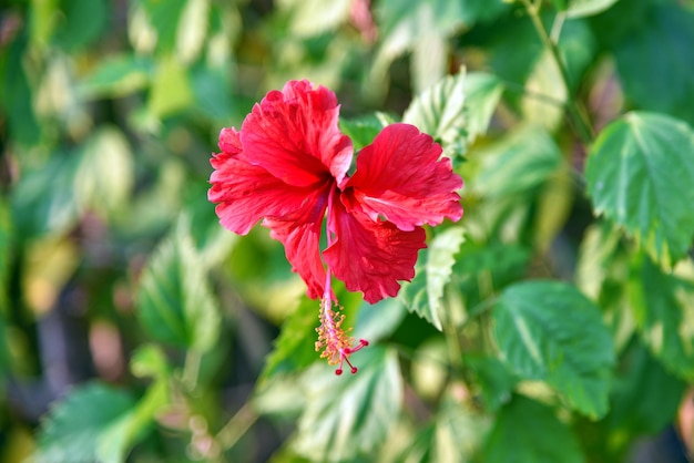 Magenta hibiscus bloem Rode bloemblaadje bloesem bloemen