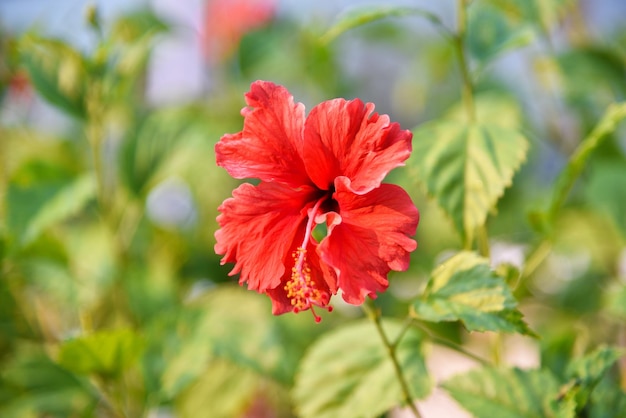 マゼンタのハイビスカスの花赤い花びらの花