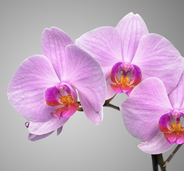 Magenta orchid