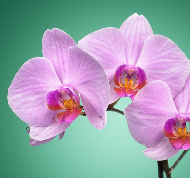 Magenta orchid