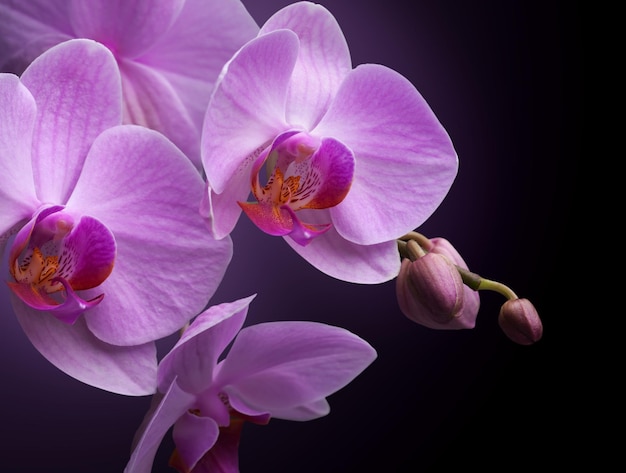 Magenta orchid