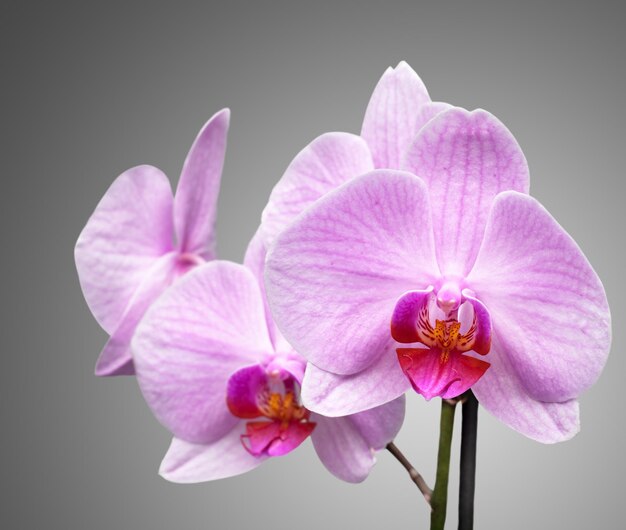 Magenta orchidee