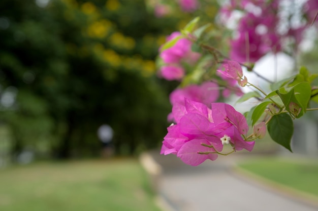 Magenta papieren bloemen en meer in openbaar park en wolkenkrabber in het hart van de hoofdstad van Bangkok Thailand