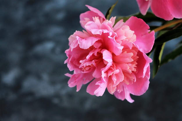 Magenta peonies on dark stone background.